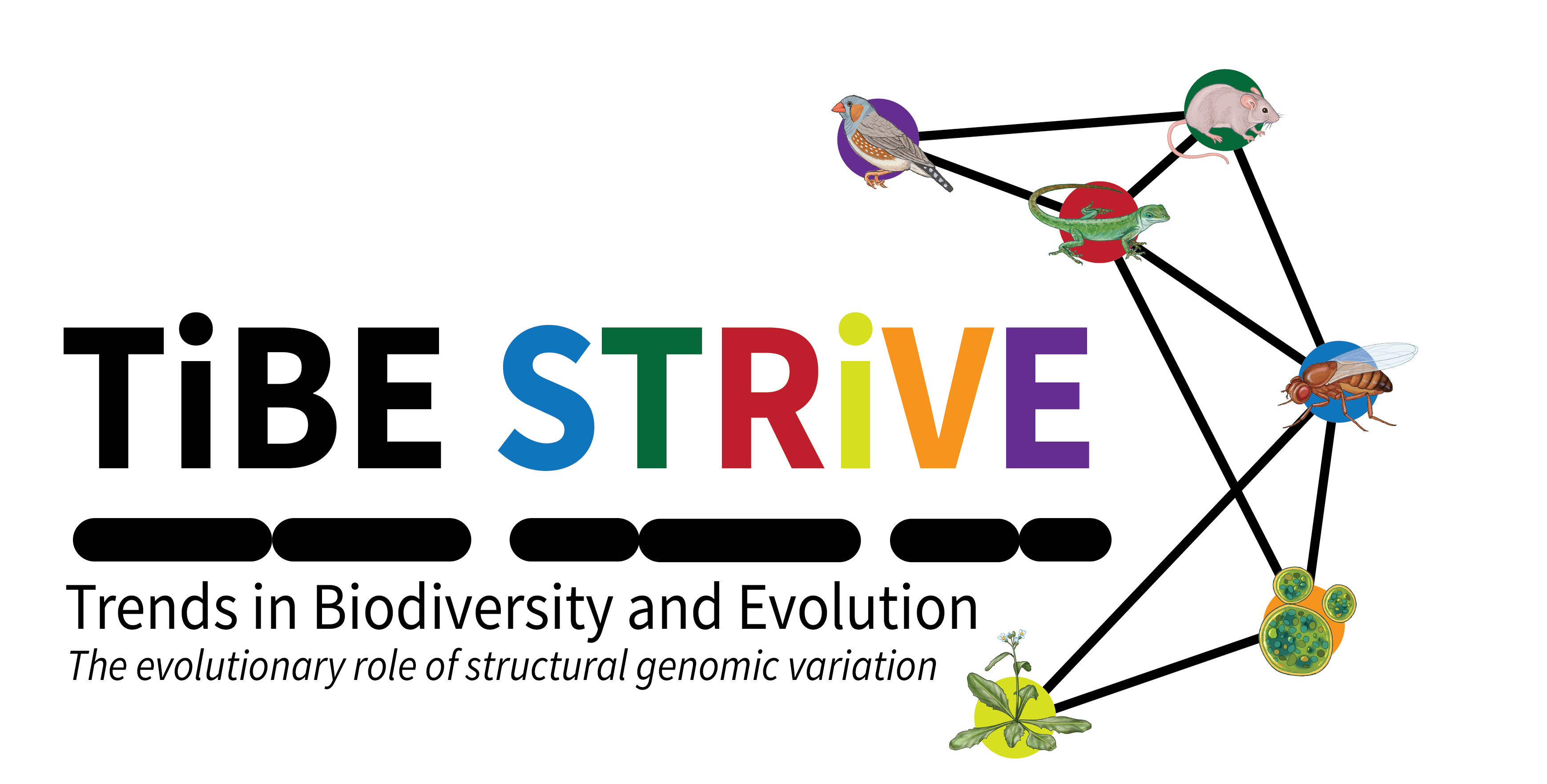 TIBE STRIVE LOGO